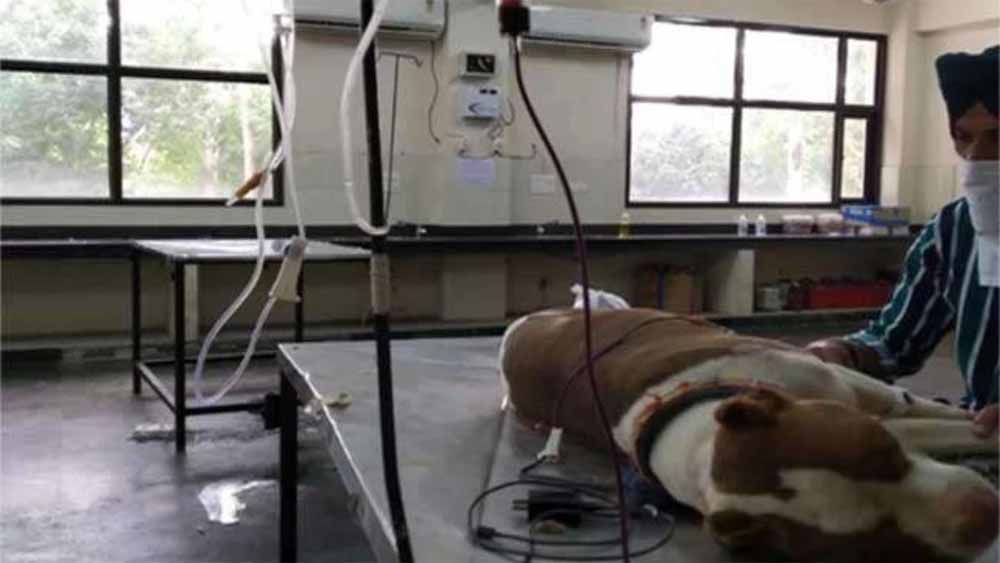 भोपाल में तैयार होगा देश का पहला पशु ब्लड-बैंक, अब पशुओं का भी होगा ट्रांसफ्यूजन संभव