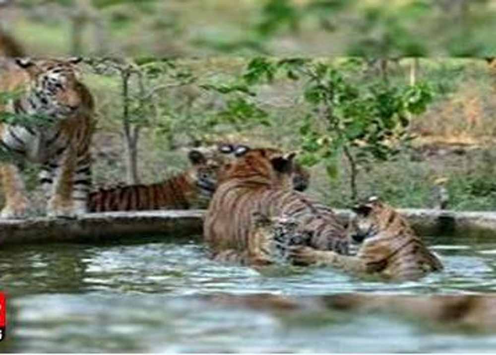 मुख्यमंत्री डॉ. यादव की उपस्थिति में वन्यजीवों के पुर्नवास के लिए हुआ एमओयू मुख्यमंत्री डॉ. यादव की उपस्थिति में वन्यजीवों के पुर्नवास के लिए हुआ एमओयू