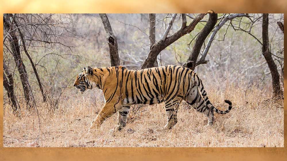 ताप्ती बना मध्यप्रदेश का पहला कंजर्वेशन रिजर्व, जानें नेशनल पार्क से क्या है फर्क