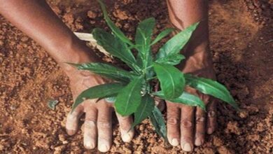 शहरी क्षेत्र में वीमेन फॉर ट्रीज अभियान में 7 हजार स्व सहायता समूहों का योगदान, अब तक हुआ ढ़ाई लाख पौधरोपण