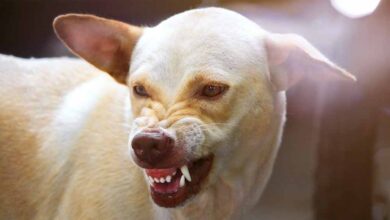 रांची में खौफनाक कुत्ता: 17 लोगों पर कर चुका है हमला , लोग दहशत में