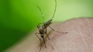 डेंगू: बचाव और इलाज की हर जानकारी डेंगू: बचाव और इलाज की हर जानकारी