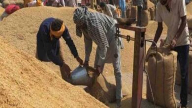 पश्चिमी यूपी में पहली अक्टूबर से होगी धान खरीद, सरकार ने बढ़ाया धान का न्यूनतम समर्थन मूल्य