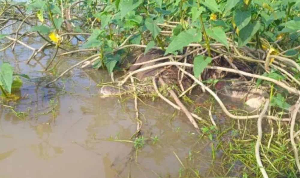 नदी में बहा हाथी का बच्चा, झाड़ी में फंसी मिली लाश नदी में बहा हाथी का बच्चा, झाड़ी में फंसी मिली लाश