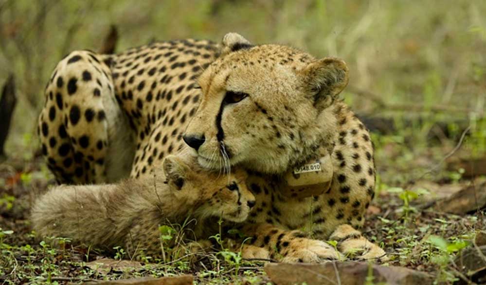 तीन साल में रंग लाई कोशिश: मध्य प्रदेश की हवा-पानी में रच-बस गए चीते