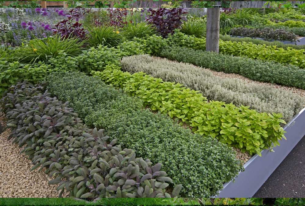 MP के स्कूल-कॉलेजों में बनेगा हर्बल गार्डन, आयुर्वेदिक कॉलेजों की होगी अहम भूमिका