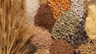 पहली अक्टूबर से शुरू होगी मोटे अनाज की खरीद