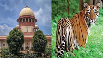 टाइगर शिकार पर सुप्रीम कोर्ट सख्त! MP-महाराष्ट्र से 4 हफ्ते में जवाब तलब, लगे संगठित शिकार के आरोप