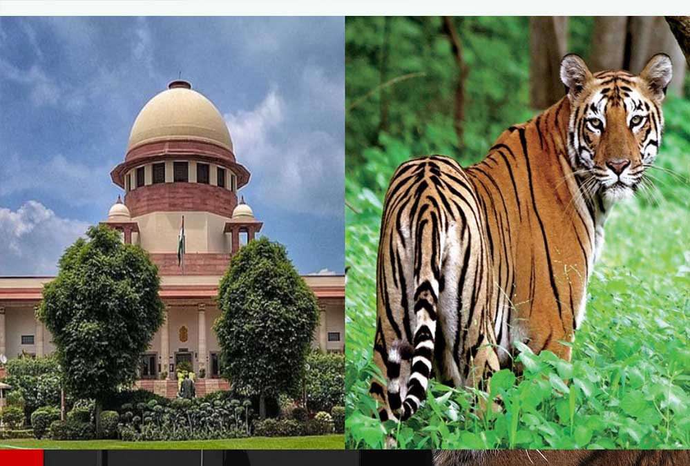टाइगर शिकार पर सुप्रीम कोर्ट सख्त! MP-महाराष्ट्र से 4 हफ्ते में जवाब तलब, लगे संगठित शिकार के आरोप टाइगर शिकार पर सुप्रीम कोर्ट सख्त! MP-महाराष्ट्र से 4 हफ्ते में जवाब तलब, लगे संगठित शिकार के आरोप