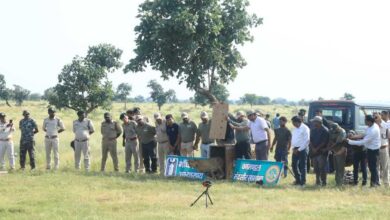 300 KM का सफर तय कर गांधी सागर पहुंची ‘धीरा’, अब दो नर चीतों के बीच होगा वाइल्ड लव ट्राएंगल 300 KM का सफर तय कर गांधी सागर पहुंची ‘धीरा’, अब दो नर चीतों के बीच होगा वाइल्ड लव ट्राएंगल