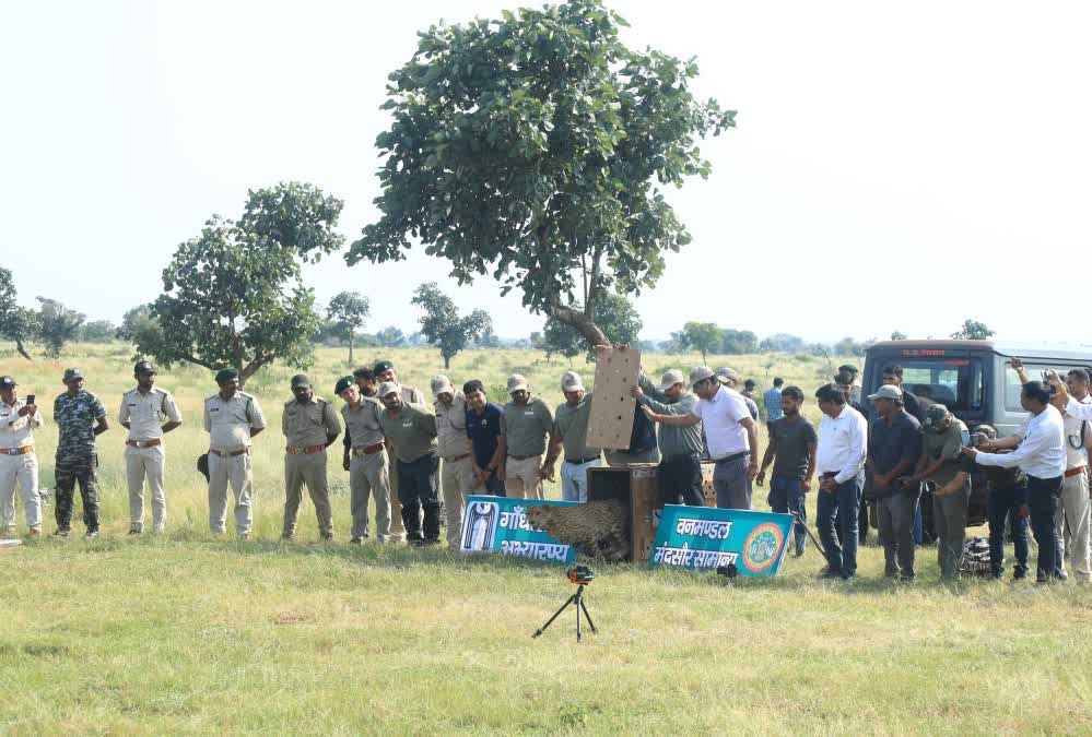 300 KM का सफर तय कर गांधी सागर पहुंची ‘धीरा’, अब दो नर चीतों के बीच होगा वाइल्ड लव ट्राएंगल