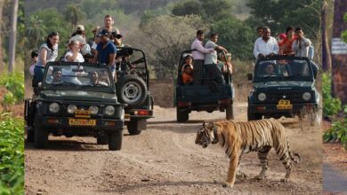 जंगल सफारी की बुकिंग शुरू, कान्हा नेशनल पार्क फुल; सतपुड़ा में नए वाहनों के साथ सैर-सपाटा संभव जंगल सफारी की बुकिंग शुरू, कान्हा नेशनल पार्क फुल; सतपुड़ा में नए वाहनों के साथ सैर-सपाटा संभव