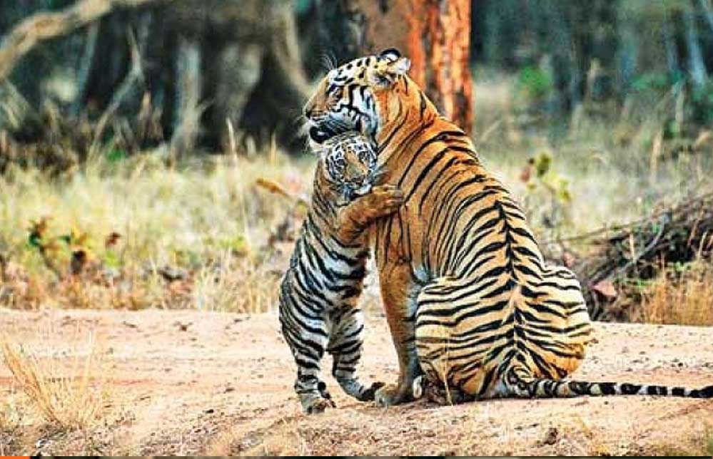 पेंच टाइगर रिजर्व के कोर एरिया के गेट 1 अक्टूबर से खुलेंगे, बढ़ेगा प्रवेश शुल्क पेंच टाइगर रिजर्व के कोर एरिया के गेट 1 अक्टूबर से खुलेंगे, बढ़ेगा प्रवेश शुल्क