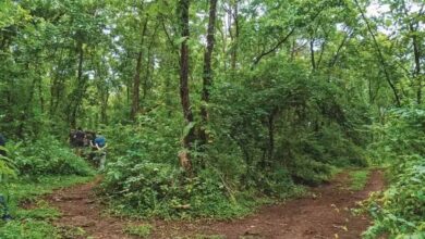 सेवा पर्व को ‘स्वच्छ उत्सव’ के रूप में भी मनाएगा वन विभाग सेवा पर्व को ‘स्वच्छ उत्सव’ के रूप में भी मनाएगा वन विभाग