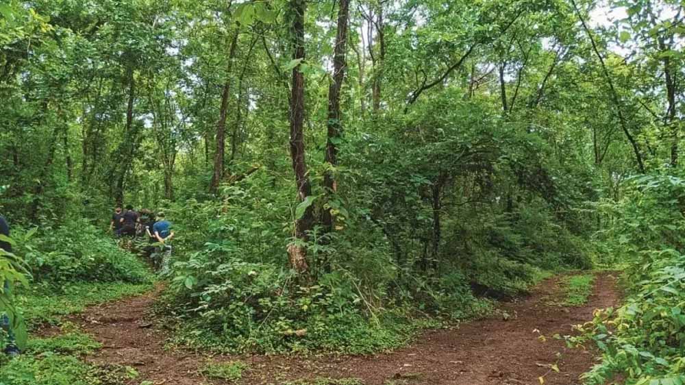 सेवा पर्व को ‘स्वच्छ उत्सव’ के रूप में भी मनाएगा वन विभाग सेवा पर्व को ‘स्वच्छ उत्सव’ के रूप में भी मनाएगा वन विभाग