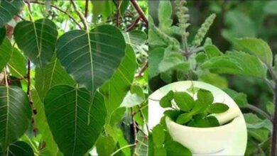 पितृपक्ष में इन पौधों का घर में होना क्यों है खास? पितृपक्ष में इन पौधों का घर में होना क्यों है खास?