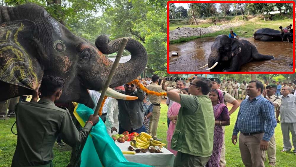 मध्यप्रदेश में सात दिवसीय हाथी महोत्सव का शुभारंभ मध्यप्रदेश में सात दिवसीय हाथी महोत्सव का शुभारंभ