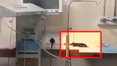 ‘चूहों के हमले’ से नवजात की मौत, NHRC ने MP स्वास्थ्य विभाग और इंदौर DM को नोटिस भेजा ‘चूहों के हमले’ से नवजात की मौत, NHRC ने MP स्वास्थ्य विभाग और इंदौर DM को नोटिस भेजा