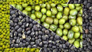 जबलपुर में मूंग-उड़द खरीद घोटाला, समिति से जुड़े लोगों ने उड़ाए पौने दो करोड़