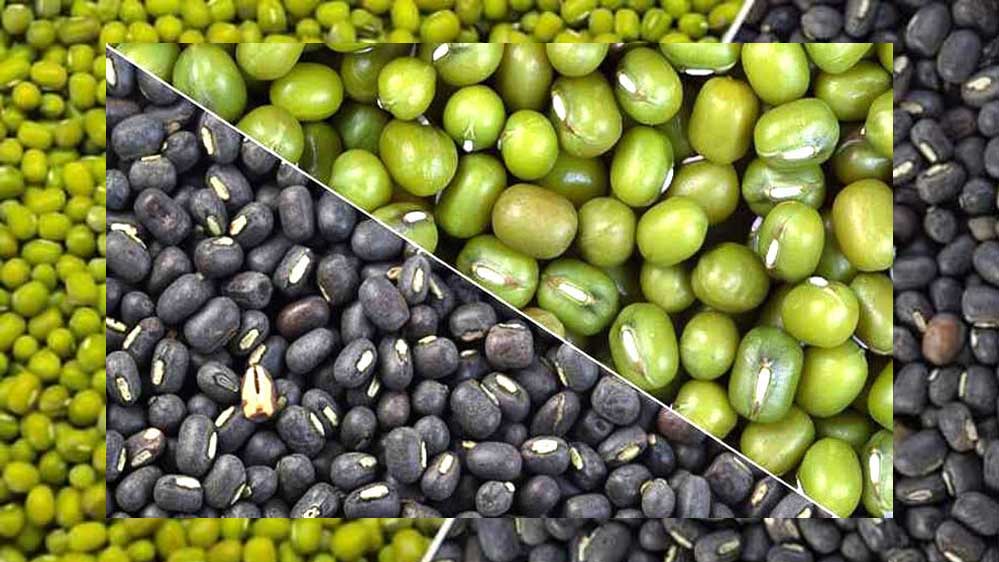 जबलपुर में मूंग-उड़द खरीद घोटाला, समिति से जुड़े लोगों ने उड़ाए पौने दो करोड़ जबलपुर में मूंग-उड़द खरीद घोटाला, समिति से जुड़े लोगों ने उड़ाए पौने दो करोड़