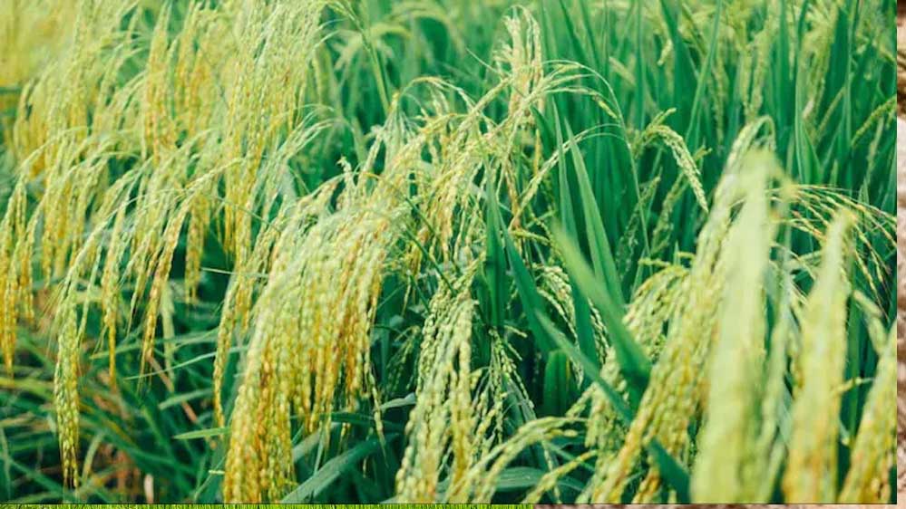 बालाघाट के चावल की विदेशी धूम, IR-64 और IR-36 से बने मोटे पारबॉइल्ड राइस की सात समंदर पार है डिमांड बालाघाट के चावल की विदेशी धूम, IR-64 और IR-36 से बने मोटे पारबॉइल्ड राइस की सात समंदर पार है डिमांड