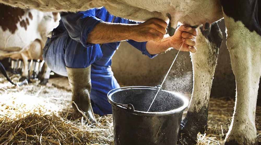 प्रदेश में 2 अक्टूबर से प्रारंभ होगा दुग्ध समृद्धि सम्पर्क अभियान