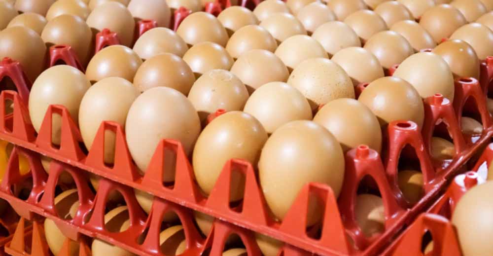 अमेरिका की नाकामी: रूस को पंगु बनाने की कोशिश में खुद पड़ गया फंसा, अब अंडे खरीदने को मजबूर अमेरिका की नाकामी: रूस को पंगु बनाने की कोशिश में खुद पड़ गया फंसा, अब अंडे खरीदने को मजबूर