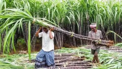 पेराई सत्र 2025-26: गन्ना सट्टा और आपूर्ति नीति जारी, छोटे किसानों को मिलेगी प्राथमिकता