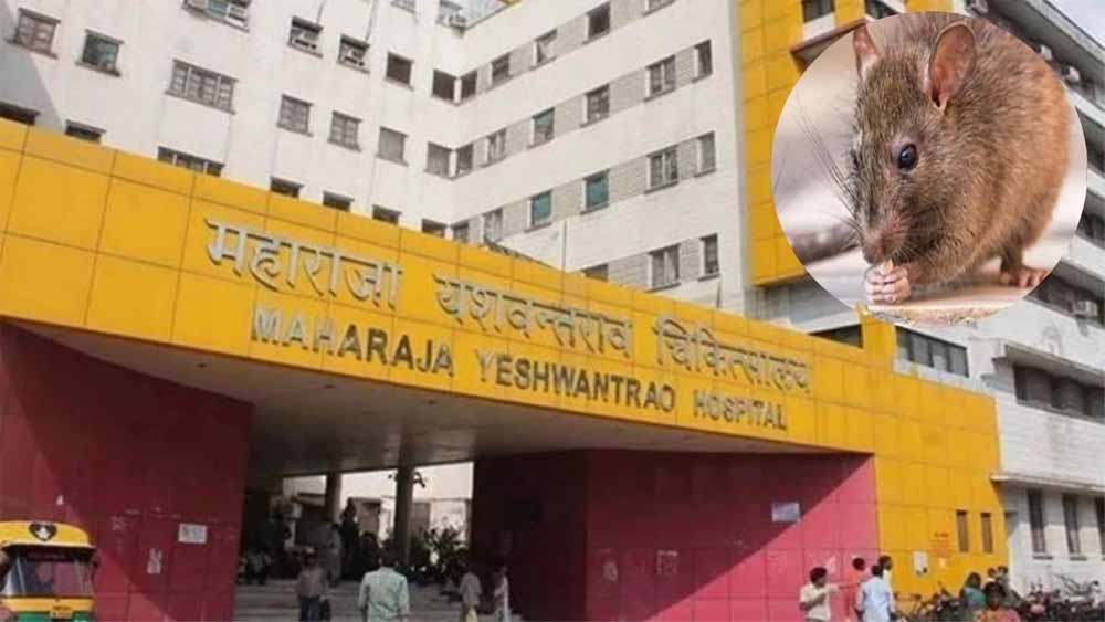 इंदौर MY अस्पताल में दो नवजातों पर चूहों का हमला, पहले भी हो चुकी ऐसी घटनाएं इंदौर MY अस्पताल में दो नवजातों पर चूहों का हमला, पहले भी हो चुकी ऐसी घटनाएं
