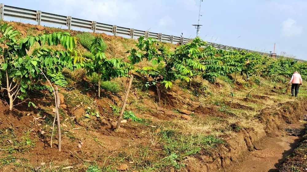छत्तीसगढ़ के राष्ट्रीय राजमार्ग बन रहे ग्रीन कॉरिडोर:एनएचएआई ने इस साल लगाए 2.71 लाख पौधे छत्तीसगढ़ के राष्ट्रीय राजमार्ग बन रहे ग्रीन कॉरिडोर:एनएचएआई ने इस साल लगाए 2.71 लाख पौधे