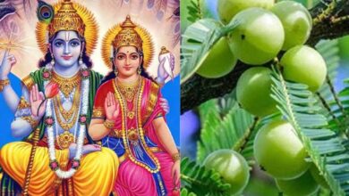 आंवला नवमी पर करें ये शुभ कार्य, जीवन में कभी नहीं आएगी धन और शांति की कमी आंवला नवमी पर करें ये शुभ कार्य, जीवन में कभी नहीं आएगी धन और शांति की कमी