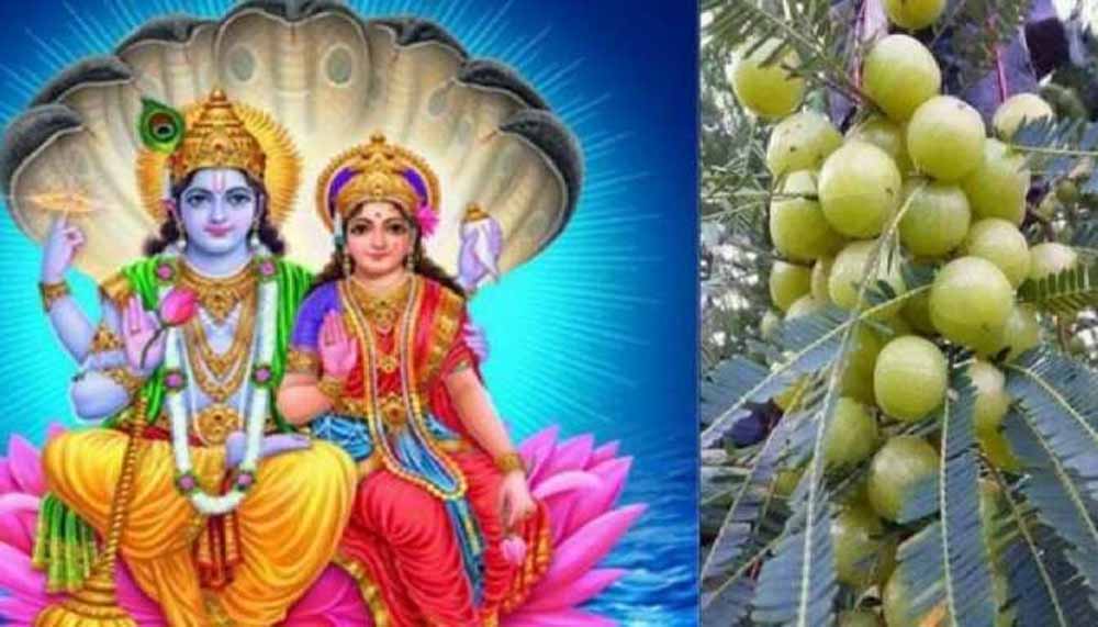 आंवला नवमी व्रत कथा: लक्ष्मी कृपा से मिलेगा धन, सुख और मोक्ष का वरदान आंवला नवमी व्रत कथा: लक्ष्मी कृपा से मिलेगा धन, सुख और मोक्ष का वरदान