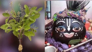 तुलसी के श्राप से शालिग्राम तक: जानें भगवान विष्णु के इस अद्भुत रूप की कथा तुलसी के श्राप से शालिग्राम तक: जानें भगवान विष्णु के इस अद्भुत रूप की कथा