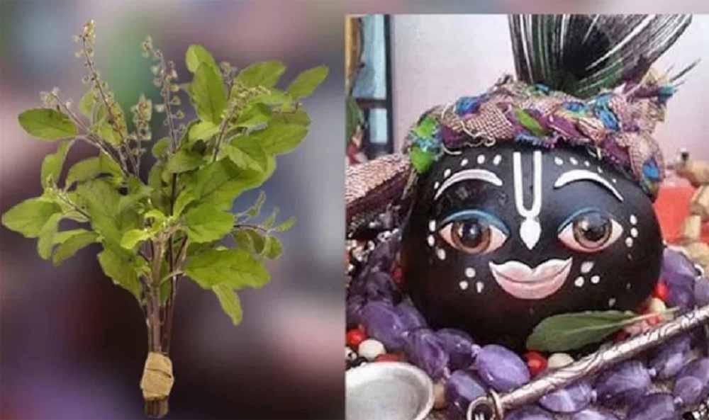 तुलसी के श्राप से शालिग्राम तक: जानें भगवान विष्णु के इस अद्भुत रूप की कथा तुलसी के श्राप से शालिग्राम तक: जानें भगवान विष्णु के इस अद्भुत रूप की कथा