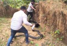 धरती पर दानव! कैमरे में कैद हुआ अब तक का सबसे लंबा सांप, गांव में मचा हड़कंप