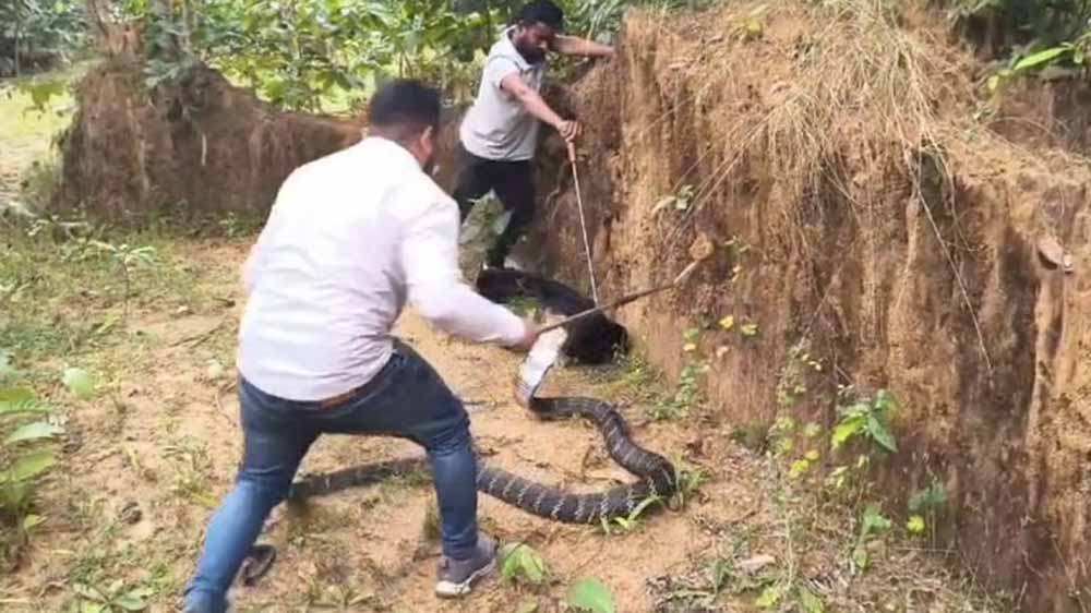 धरती पर दानव! कैमरे में कैद हुआ अब तक का सबसे लंबा सांप, गांव में मचा हड़कंप धरती पर दानव! कैमरे में कैद हुआ अब तक का सबसे लंबा सांप, गांव में मचा हड़कंप