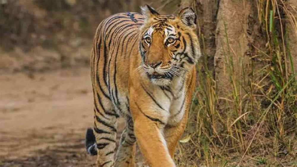 बेतिया में बाघ का हमला: किसान की मौत से ग्रामीणों में दहशत, वन विभाग सतर्क बेतिया में बाघ का हमला: किसान की मौत से ग्रामीणों में दहशत, वन विभाग सतर्क
