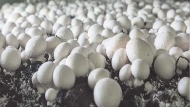 2 कमरों से शुरू किया कारोबार, आज हैं 12 फार्मों के मालिक – जानिए रांची के ‘मशरूम मैन’ अमित की कहानी