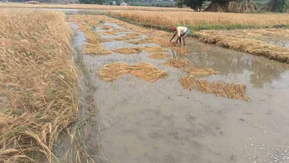 बालोद में फसलों पर माहू का हमला, किसानों की मेहनत पर फिरा पानी बालोद में फसलों पर माहू का हमला, किसानों की मेहनत पर फिरा पानी