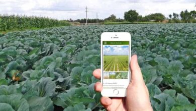 किसानों के लिए खुशखबरी: डिजिटल क्रॉप सर्वे और गिरदावरी सत्यापन की तारीख बढ़ी, अब इस दिन तक कर सकेंगे अपडेट