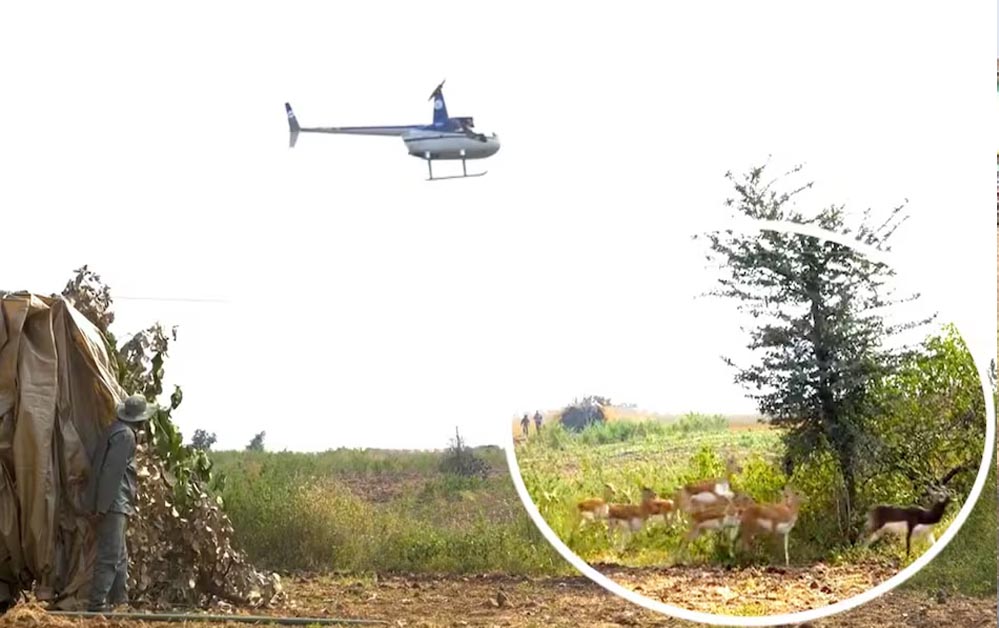 देश में पहली बार शाजापुर में अनोखी पहल, हेलीकॉप्टर से हांका कर हिरणों को पकड़ा गया