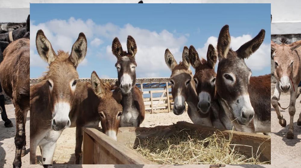 चीन के कारण मध्य प्रदेश के 9 जिलों से गायब हुए गधे, चिंता बढ़ी
