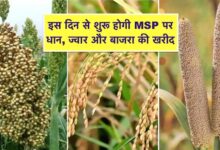 समर्थन मूल्य पर धान, ज्वार, बाजरा उपार्जन के लिए 8 लाख 53 हजार 911 किसानों ने कराया पंजीयन