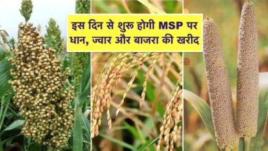 समर्थन मूल्य पर धान, ज्वार, बाजरा उपार्जन के लिए 8 लाख 53 हजार 911 किसानों ने कराया पंजीयन समर्थन मूल्य पर धान, ज्वार, बाजरा उपार्जन के लिए 8 लाख 53 हजार 911 किसानों ने कराया पंजीयन