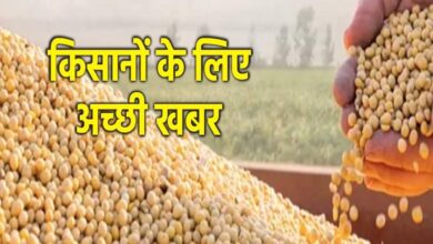 भावांतर योजनांतर्गत कृषि उपज मंडियों में हो रही है सोयाबीन की खरीदी भावांतर योजनांतर्गत कृषि उपज मंडियों में हो रही है सोयाबीन की खरीदी