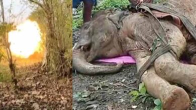 नक्सली हिंसा की चपेट में वन्यजीव: IED धमाके में घायल हाथी की मौत