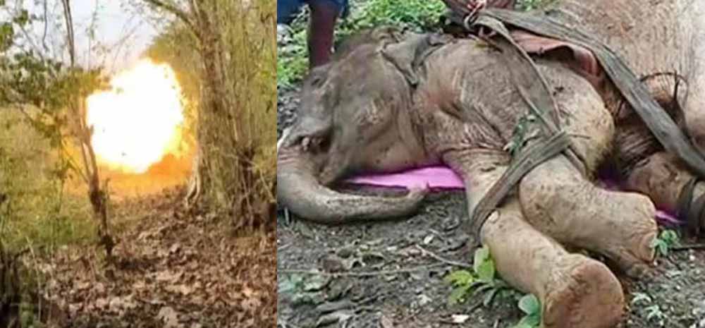 नक्सली हिंसा की चपेट में वन्यजीव: IED धमाके में घायल हाथी की मौत नक्सली हिंसा की चपेट में वन्यजीव: IED धमाके में घायल हाथी की मौत