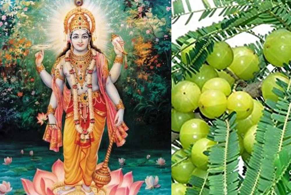 अक्षय नवमी 2025: जानें सही तिथि, पूजा विधि और शुभ मुहूर्त में करें ये खास उपाय अक्षय नवमी 2025: जानें सही तिथि, पूजा विधि और शुभ मुहूर्त में करें ये खास उपाय