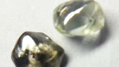 पन्ना टाइगर रिजर्व के गाइड को मिले दो चमचमाते हीरे, आगामी नीलामी में होंगे रखे पन्ना टाइगर रिजर्व के गाइड को मिले दो चमचमाते हीरे, आगामी नीलामी में होंगे रखे