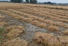 मध्य प्रदेश में बेमौसम बारिश, सोयाबीन, गेहूं और अन्य फसलों को भारी नुकसान